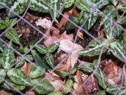 Trillium decipiens frozen 0002