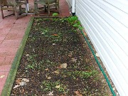 Trillium seedling bed 0001