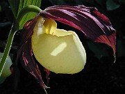 The Plants - Complete Collection