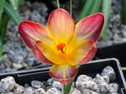 The Plants - Latest Addition - July 1, 2025